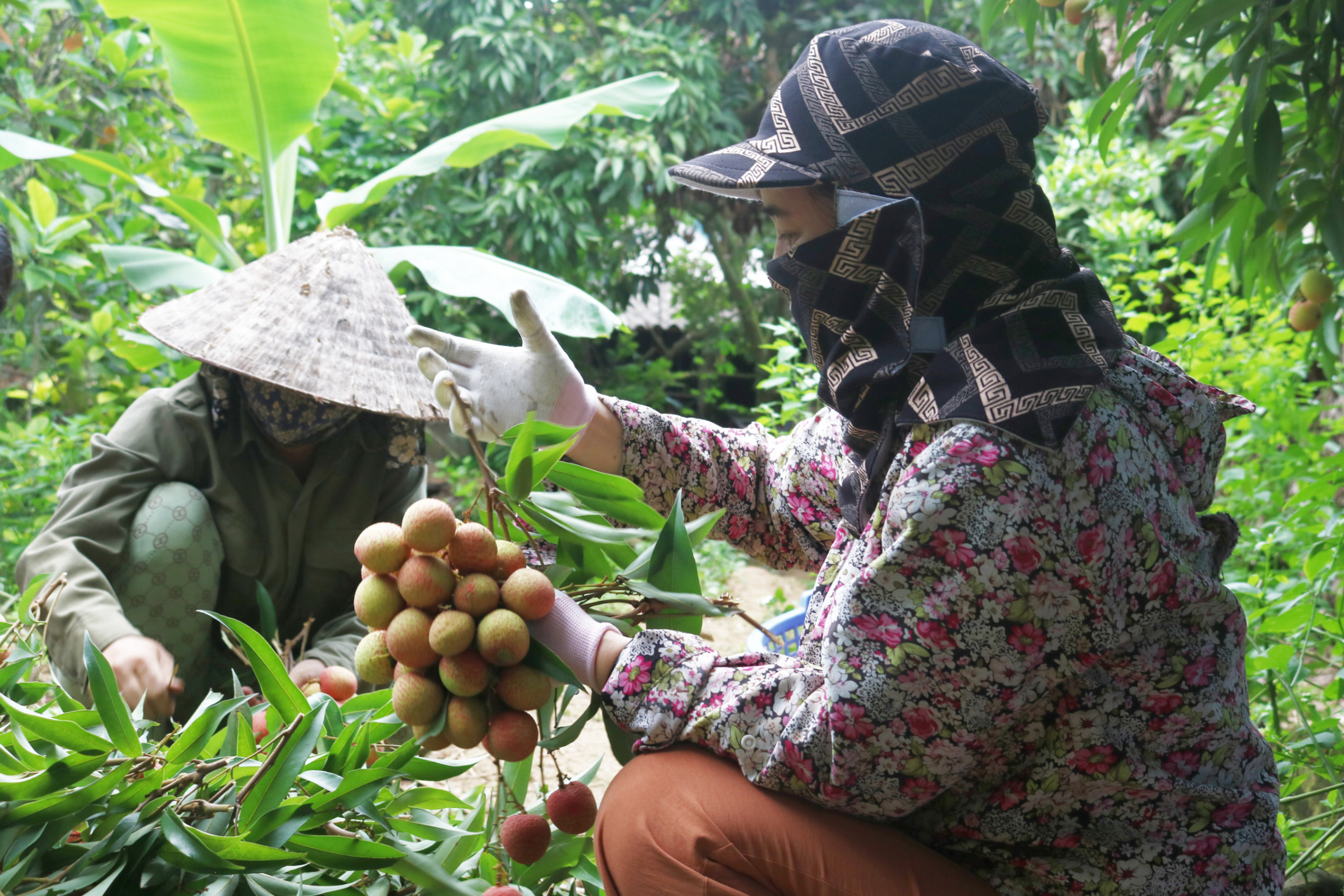 Nông dân Thanh Hà lo lắng “rớt giá” vải thiều thời điểm chính vụ - Ảnh 2.