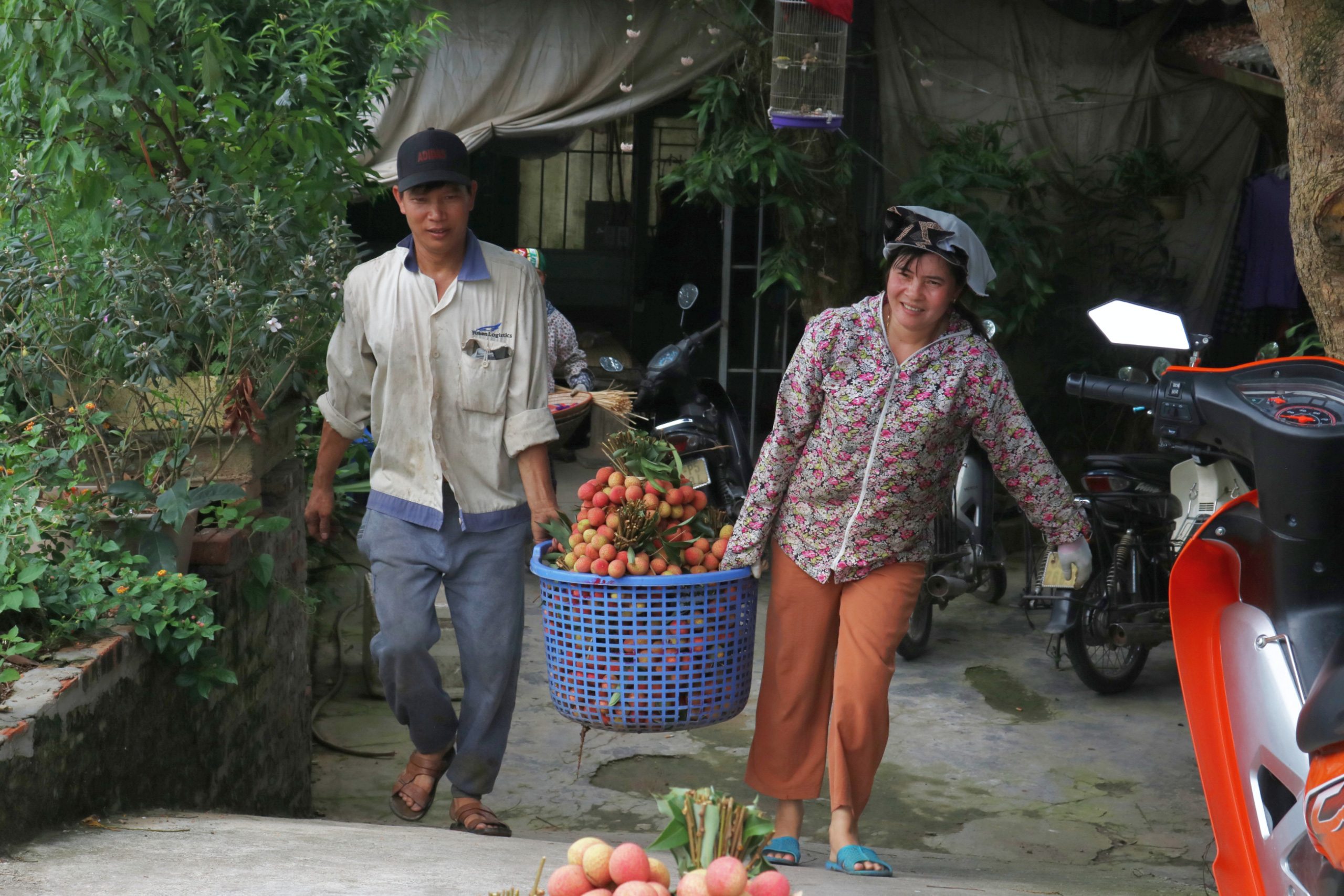 Nông dân Thanh Hà lo lắng “rớt giá” vải thiều thời điểm chính vụ - Ảnh 5.