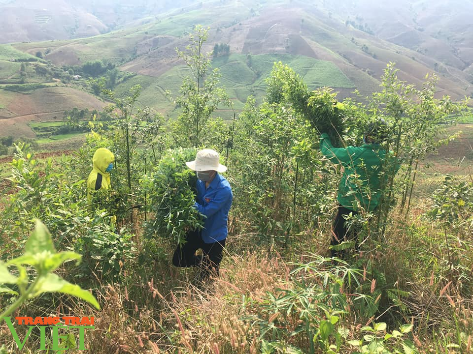 Sơn La: Xúc động trước cảnh người dân nấu cơm và lên rừng lấy cỏ, chặt chuối cho các gia đình bị cách ly  - Ảnh 2.