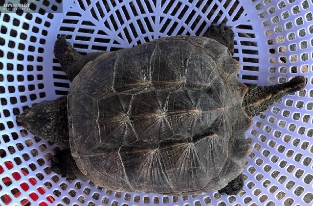 Bình Định: Bất ngờ phát hiện rùa “độc lạ”, đuôi dài 10cm rất giống đuôi cá sấu  - Ảnh 1.