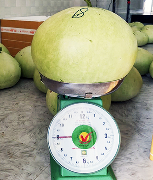 Khánh Hòa: Xuất hiện giống bầu lạ, cực khủng mỗi trái nặng từ 9-12kg, đem sấy khô bán 1 triệu đồng/kg - Ảnh 2.