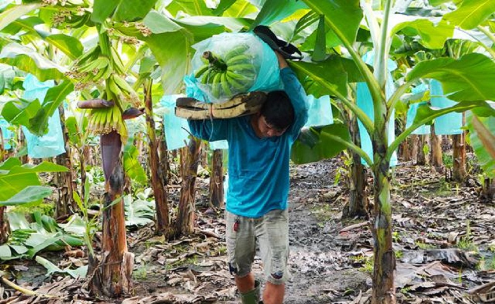 Thay diện tích cây chủ lực giảm nghèo đang gây nghèo này bằng cây khác, nông dân đã khấm khá - Ảnh 3.