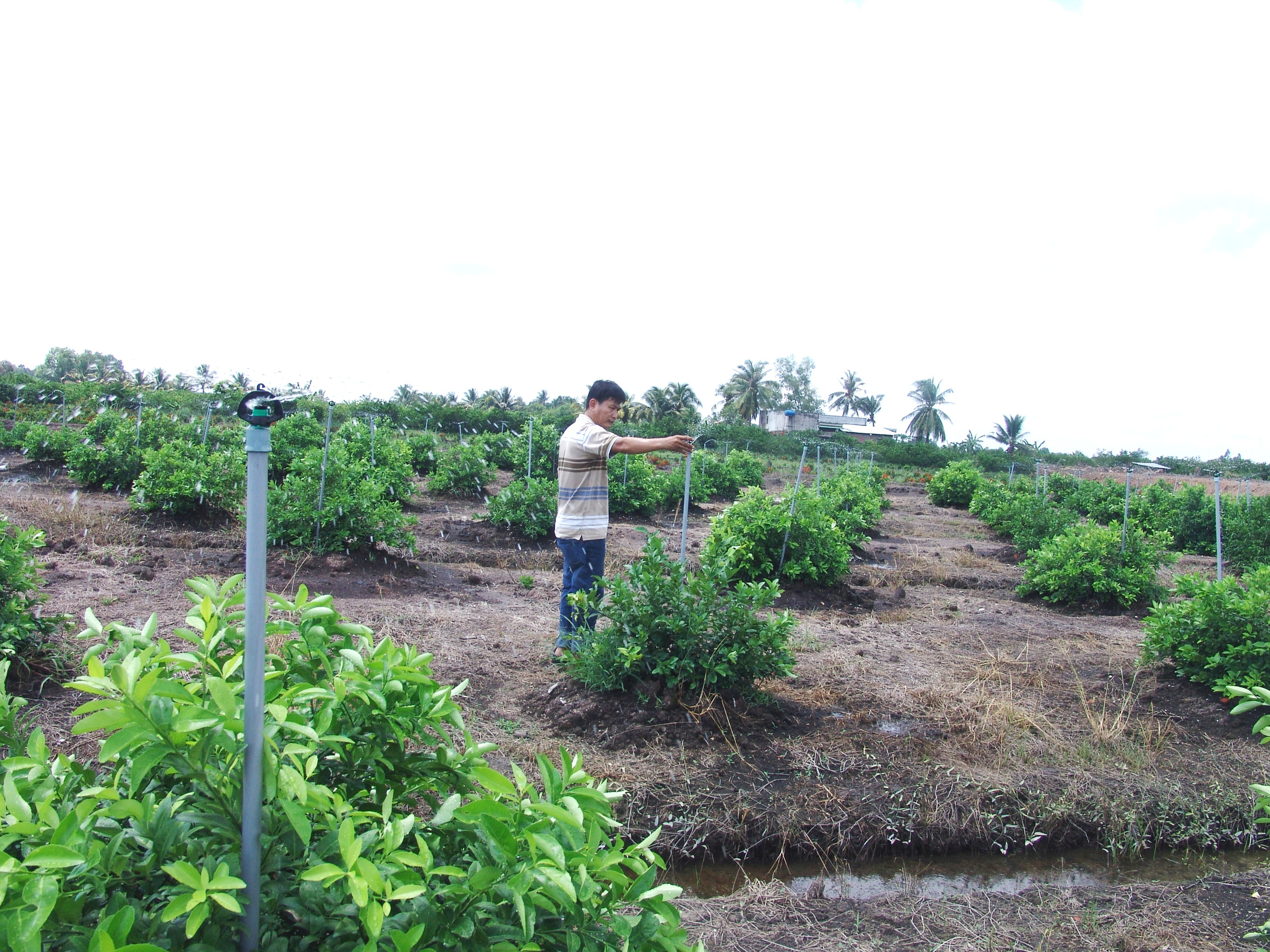 Thay diện tích cây chủ lực giảm nghèo đang gây nghèo này bằng cây khác, nông dân đã khấm khá - Ảnh 1.