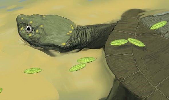 Hóa thạch rùa cổ đại 100 triệu năm tuổi được phát hiện ở Texas, Mỹ - Ảnh 1.