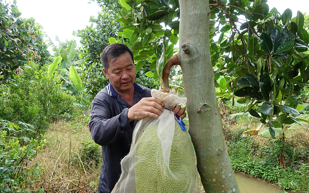 An Giang: Trồng mít Thái ra toàn trái to bự, giá mít có rẻ bán 1 trái cũng lời cả trăm ngàn