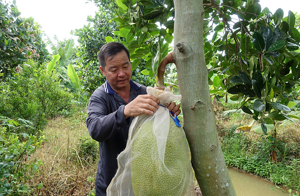 An Giang: Trồng mít Thái ra toàn trái to bự, giá mít có rẻ bán 1 trái cũng lời cả trăm ngàn - Ảnh 1.