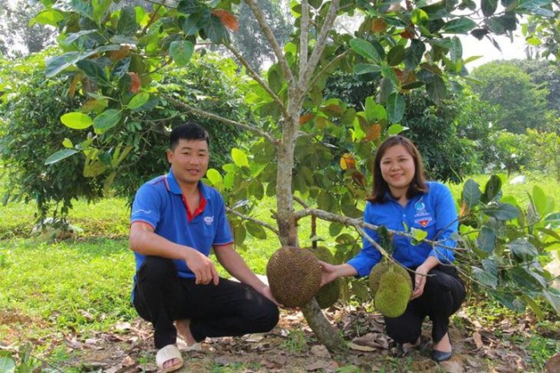 Trồng 4 ha keo, 3 ha cây ăn quả đủ loại, nuôi gà, cá,... trai đẹp 8X đất Nghệ An &quot;ẵm&quot; hàng trăm triệu đồng/năm - Ảnh 2.