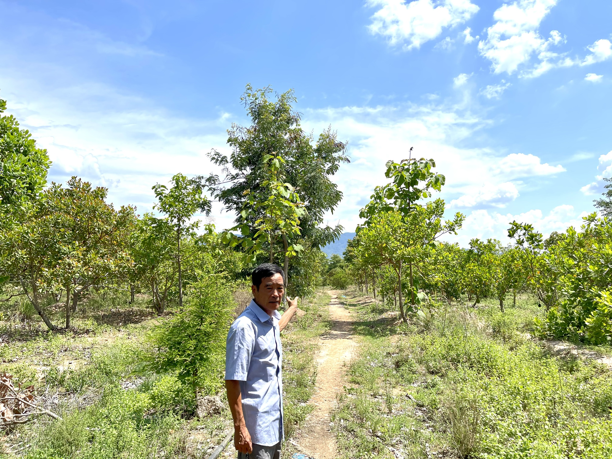 Đắk Lắk: Điều tra vụ doanh nghiệp ngang nhiên bán đất rừng trái quy định - Ảnh 3.