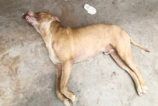 Chó pitbull cắn chết người ở Long An: Chủ chó nói về nạn nhân - Ảnh 1.