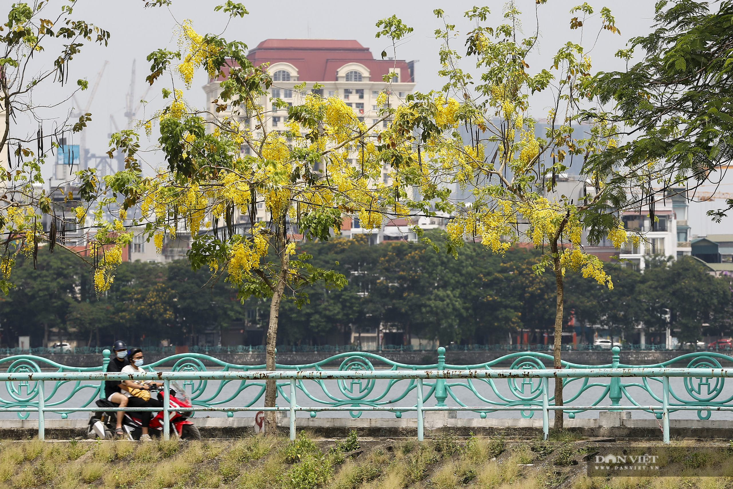 Dạo bước hồ Tây, ngắm nhìn muồng hoàng yến rực vàng trong nỗi nhớ - Ảnh 7.