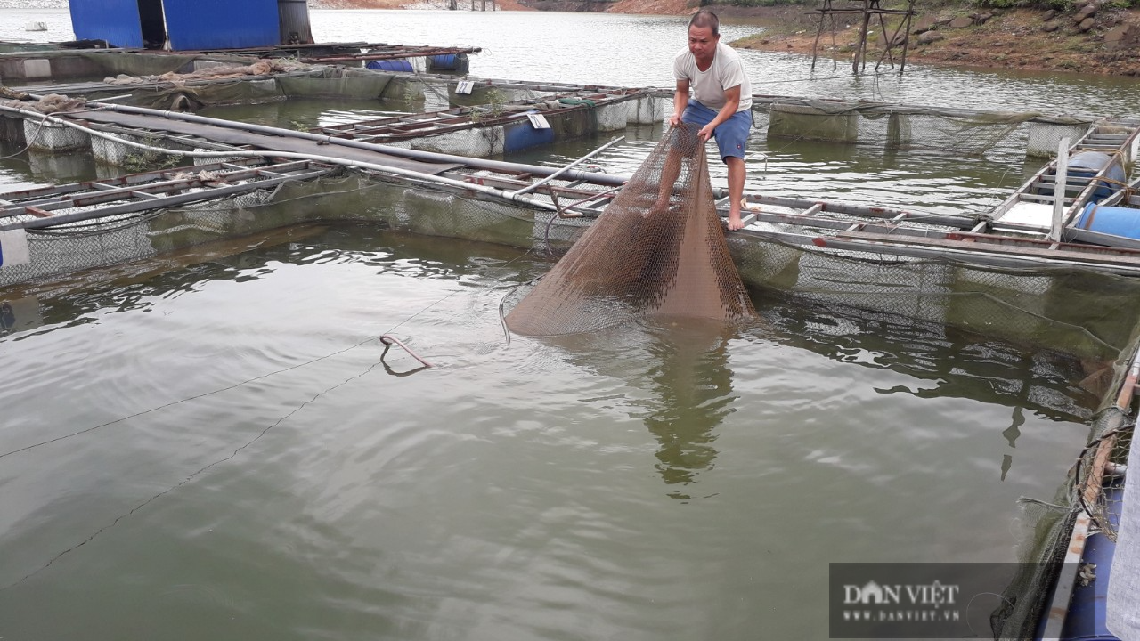 Thái Nguyên: Nuôi cá đặc sản trong lồng bè giữa hồ theo hướng hữu cơ, ông nông dân cho ăn thức ăn lạ - Ảnh 1.