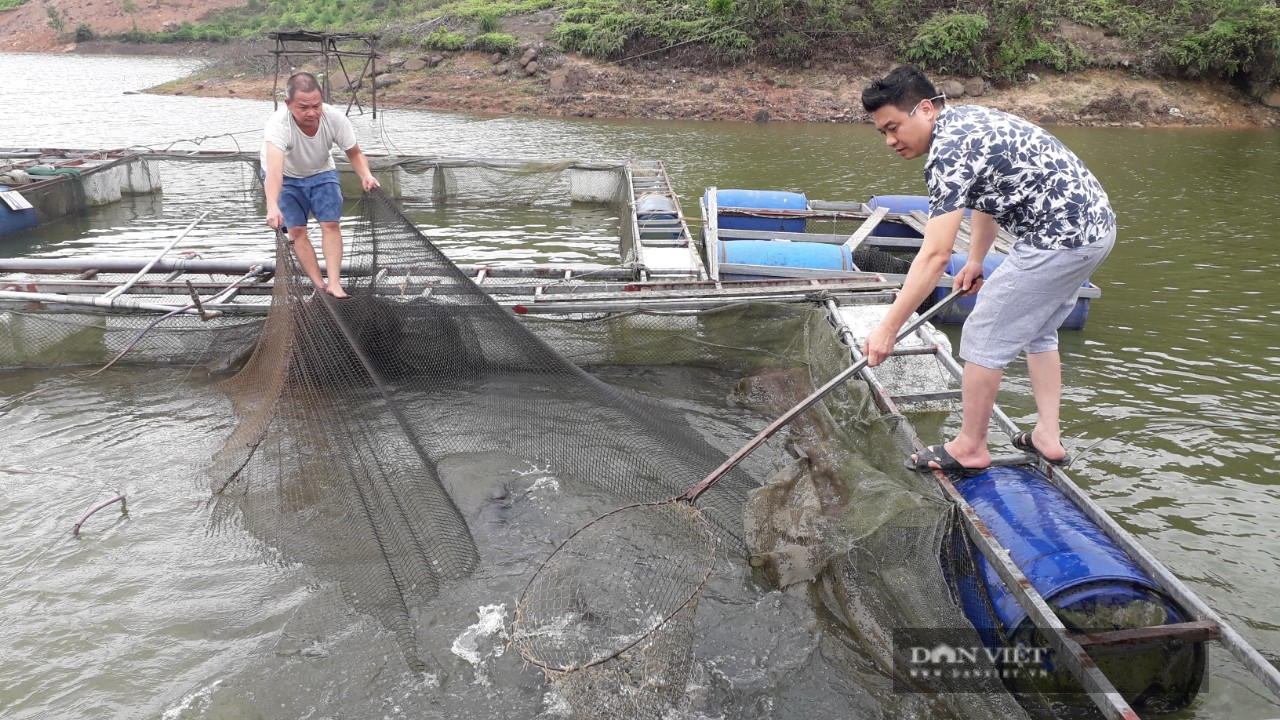 Thái Nguyên: Nuôi cá đặc sản trong lồng bè giữa hồ theo hướng hữu cơ, ông nông dân cho ăn thức ăn lạ - Ảnh 4.