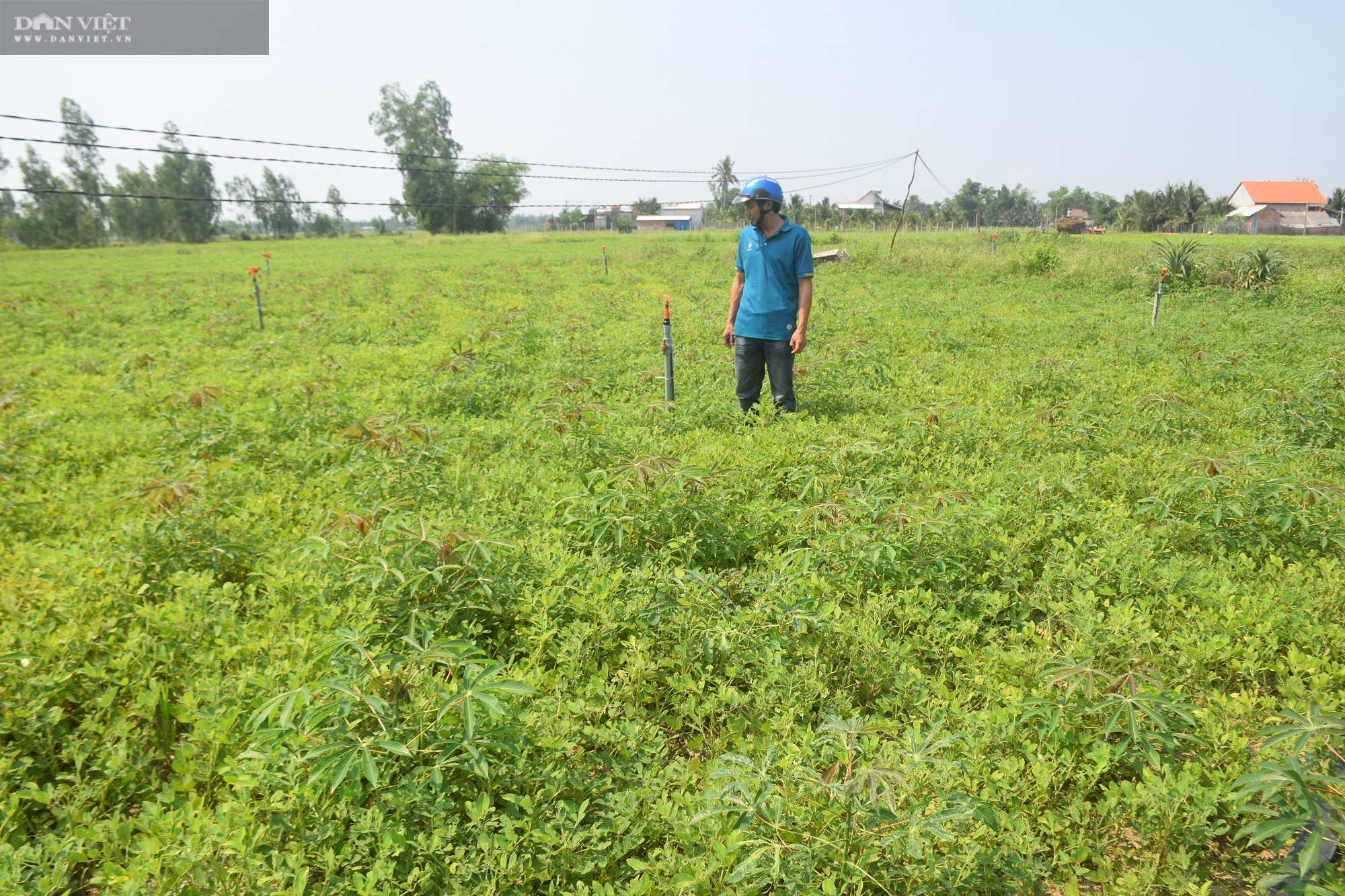 Ở xứ này, nông dân trồng xen, luân canh cây mì, vừa bảo vệ đất khỏi bạc màu, hiệu quả gấp 3 lần “độc canh” - Ảnh 1.