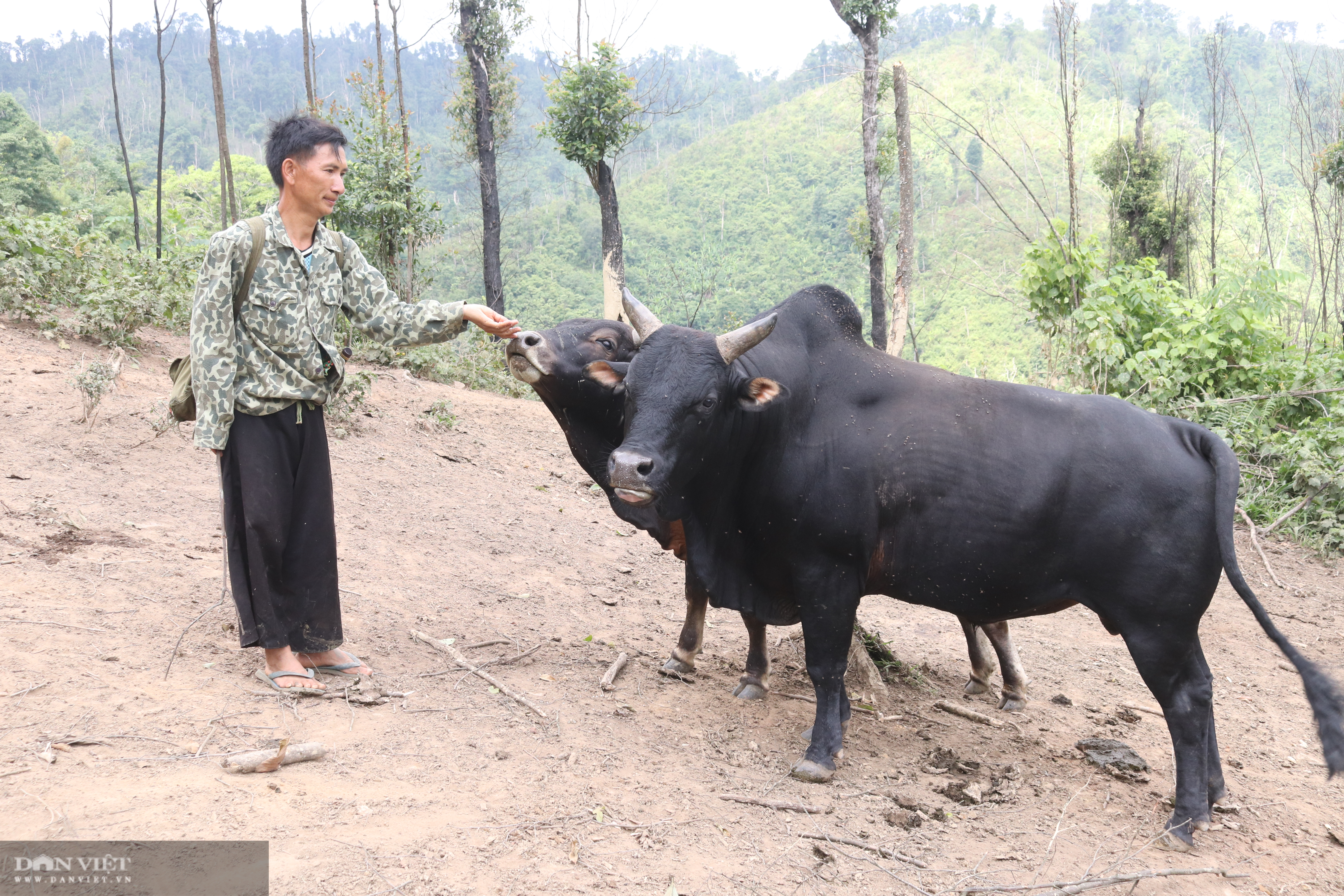 Thả rông trâu, bò lên rừng, lão nông người Mông ở giáp Lào đút túi hơn trăm triệu mỗi năm - Ảnh 5.