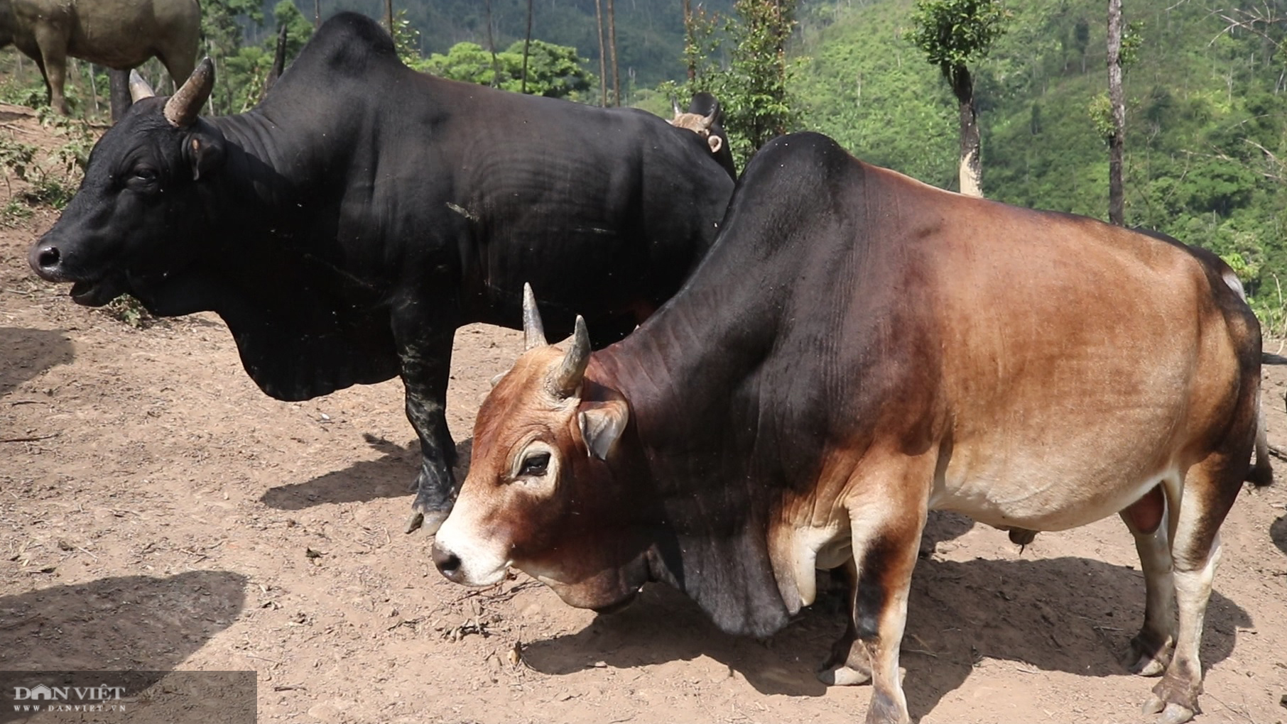 Thả rông trâu, bò lên rừng, lão nông người Mông ở giáp Lào đút túi hơn trăm triệu mỗi năm - Ảnh 8.