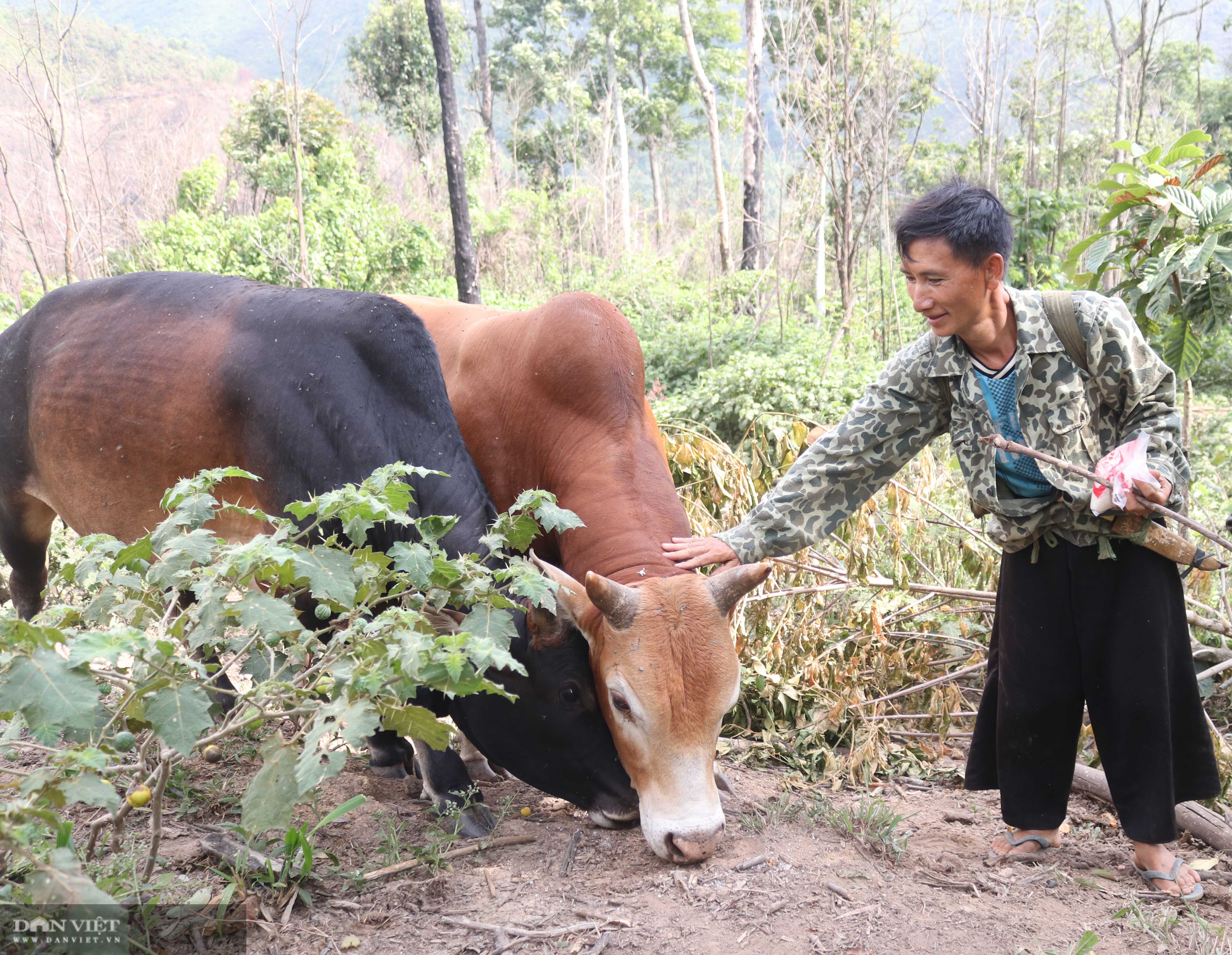 Thả rông trâu, bò lên rừng, lão nông người Mông ở giáp Lào đút túi hơn trăm triệu mỗi năm - Ảnh 11.