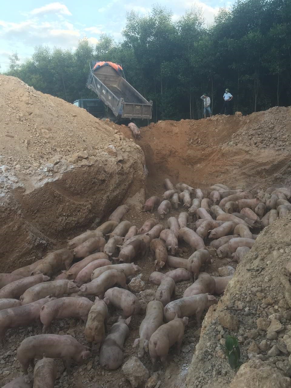
Quảng Trị: Tiêu hủy gần 1.000 con lợn sống nhập khẩu từ Thái Lan bị dịch tả lợn châu Phi - Ảnh 2.