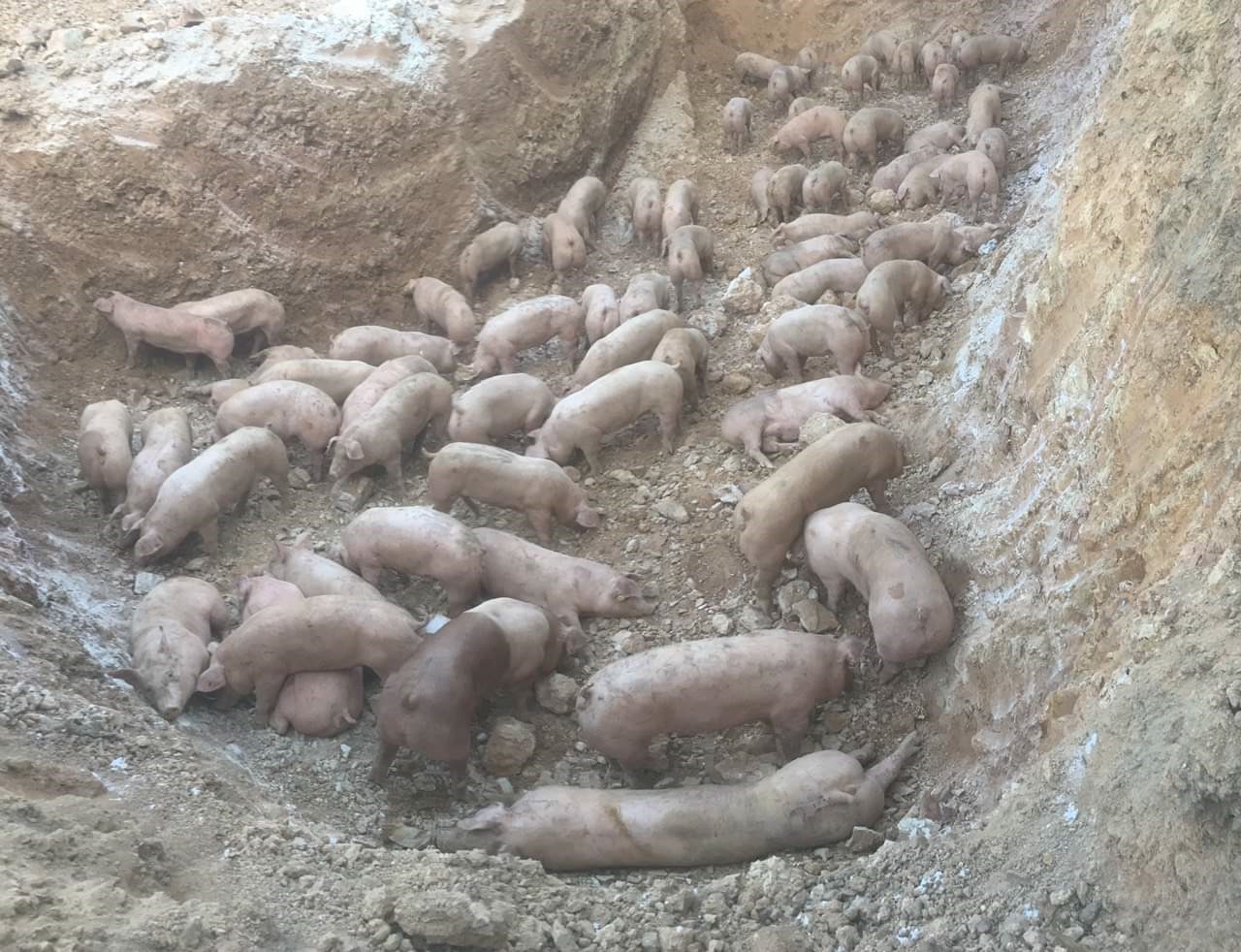 
Quảng Trị: Tiêu hủy gần 1.000 con lợn sống nhập khẩu từ Thái Lan bị dịch tả lợn châu Phi - Ảnh 1.
