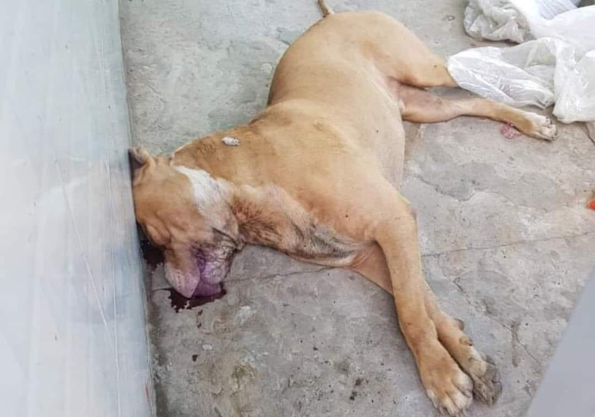 Chó Pitbull cắn chết người ở Long An: Cục Thú y lên tiếng - Ảnh 2.