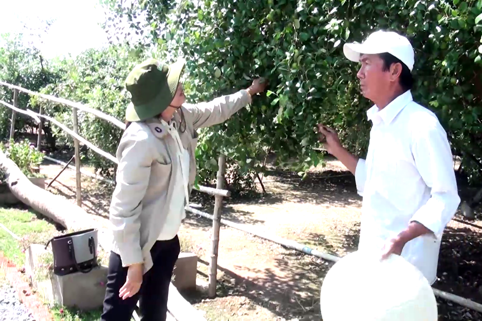 Tiền Giang: Làm cách này, ông nông dân trồng táo bán sạch cả tấn táo mỗi ngày giữa đại dịch Covid-19 - Ảnh 1.