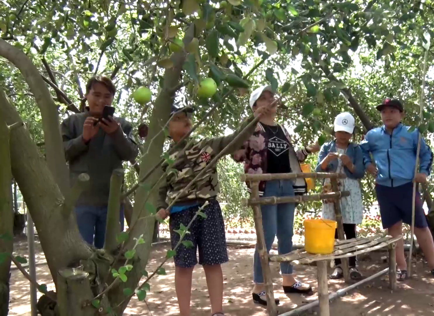 Tiền Giang: Làm cách này, ông nông dân trồng táo bán sạch cả tấn táo mỗi ngày giữa đại dịch Covid-19 - Ảnh 4.