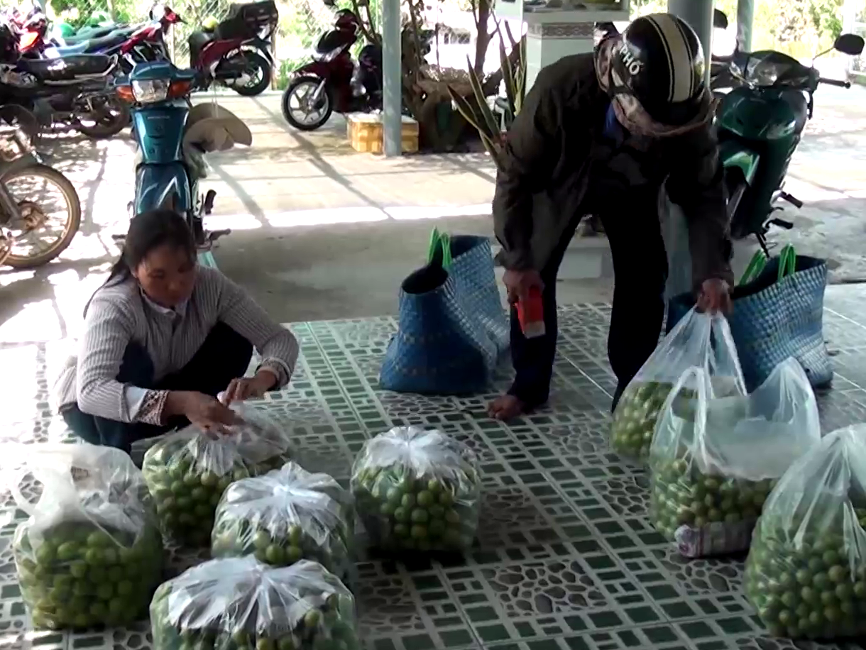 Tiền Giang: Làm cách này, ông nông dân trồng táo bán sạch cả tấn táo mỗi ngày giữa đại dịch Covid-19 - Ảnh 6.