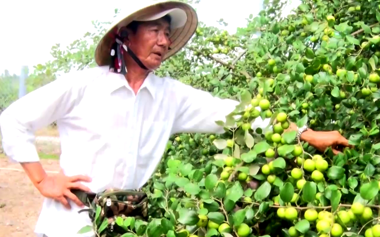 Kỹ thuật trồng táo đài loan cho năng suất cao  SIÊU THỊ PHÂN THUỐC