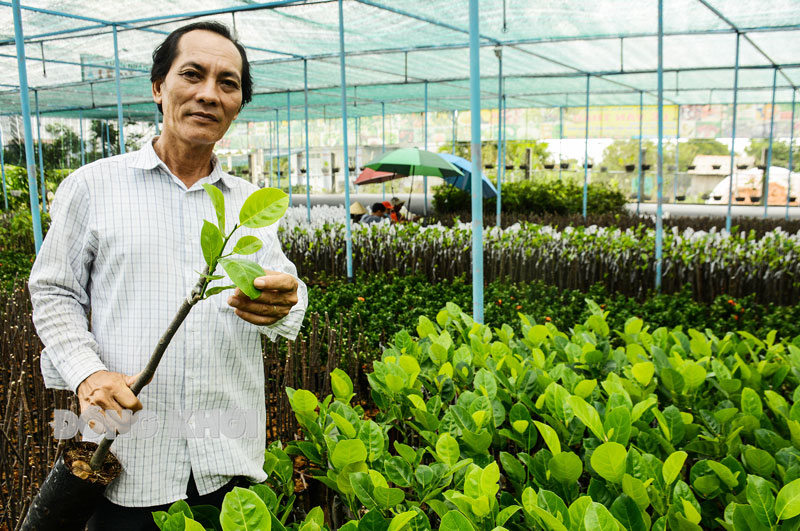 Bến Tre: Ở Chợ Lách giống mít đỏ của nước nào đang &quot;gây sốt&quot;, dân ươm cây giống đến đâu bán hết đến đó? - Ảnh 1.