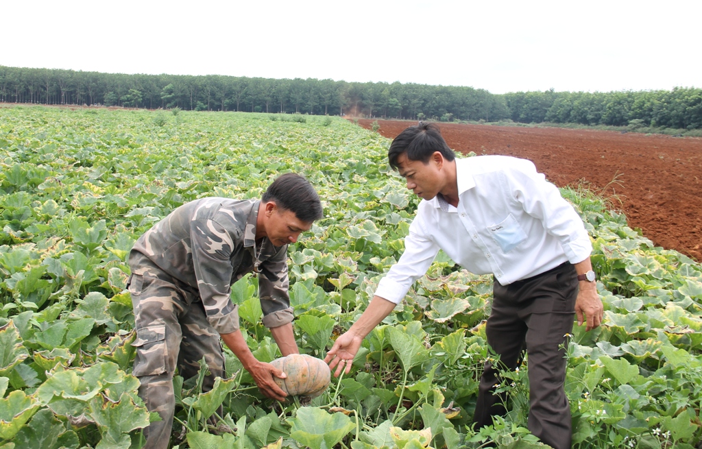 Đắk Lắk: Đáng buồn, trồng bí đỏ bạt ngàn, bao la, hái trái chất đầy nhà, lăn lóc ngoài đồng mà không ai mua cho - Ảnh 3.