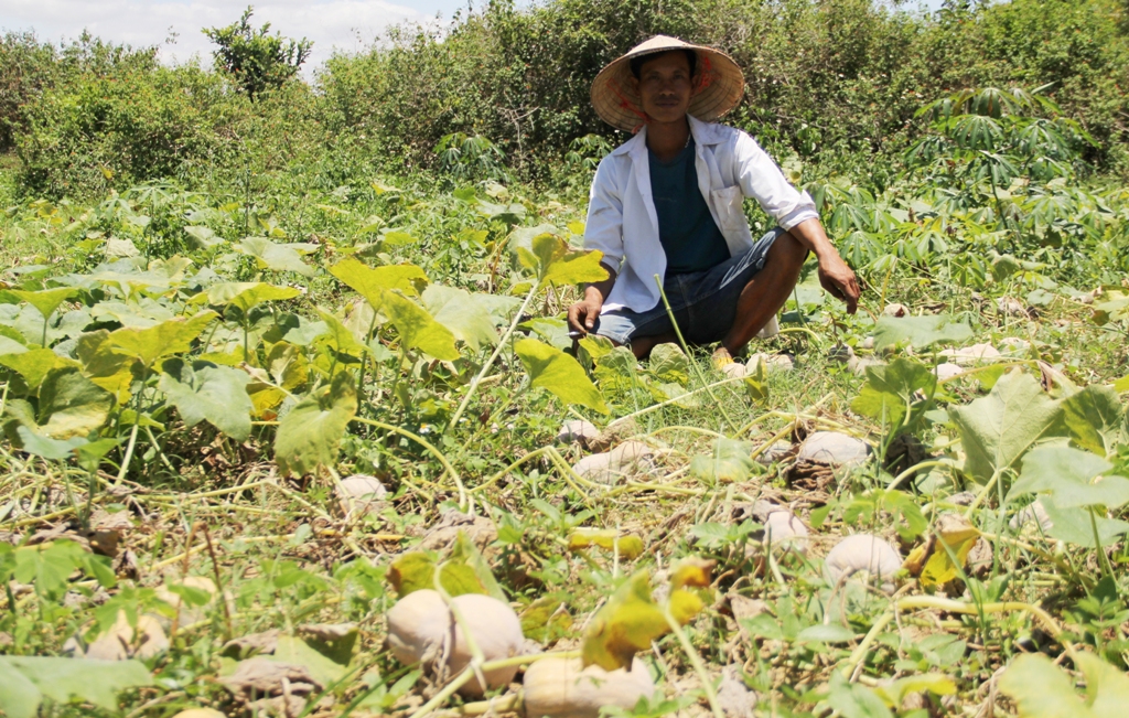 Đắk Lắk: Đáng buồn, trồng bí đỏ bạt ngàn, bao la, hái trái chất đầy nhà, lăn lóc ngoài đồng mà không ai mua cho - Ảnh 5.