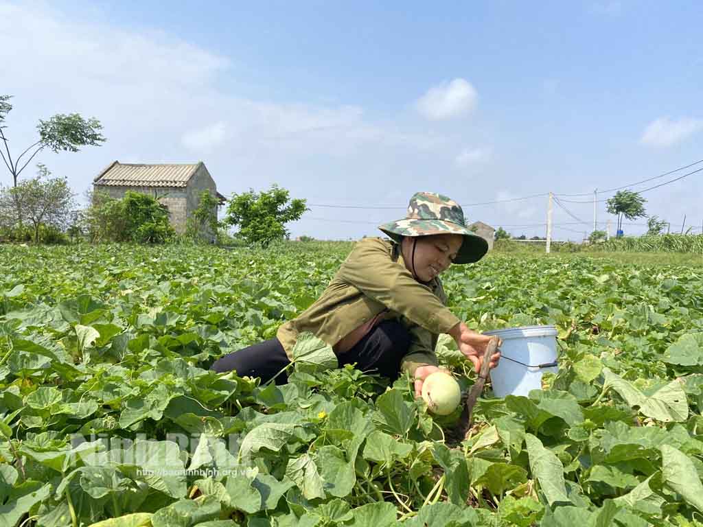 Ninh Bình: Vùng đất mặn nông dân trồng thứ cây bò lung tung trên mặt ruộng ra thứ trái ngọt dễ ăn, dễ bán - Ảnh 1.