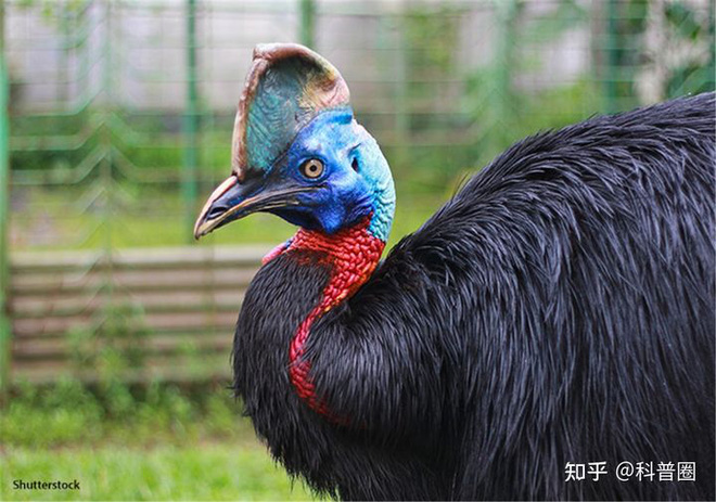 Cassowary: The most dangerous bird on the planet, the military is also afraid - Photo 2.