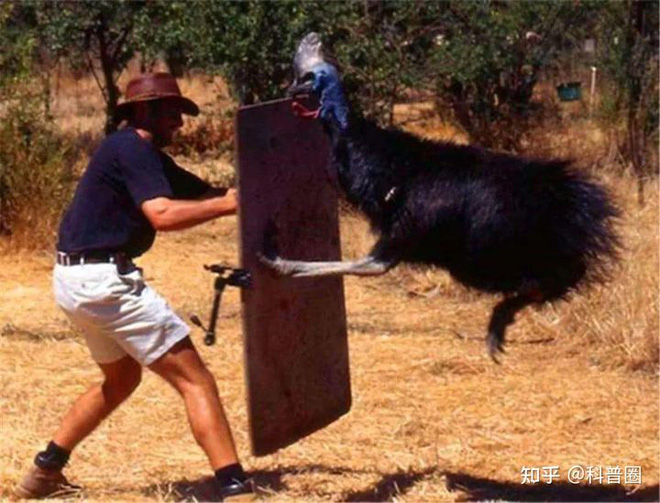 Cassowary: The most dangerous bird on the planet, the military is also afraid - Photo 8.
