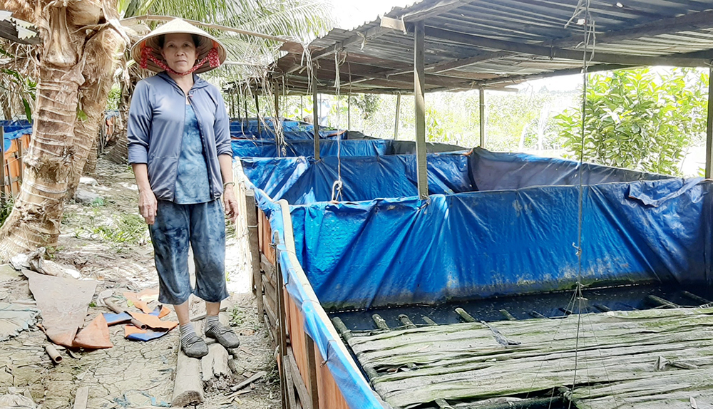 An Giang: Quây bạt trên cạn nuôi lươn không bùn, bắt lên toàn lươn to, có bao nhiêu thương lái cân hết sạch - Ảnh 1.