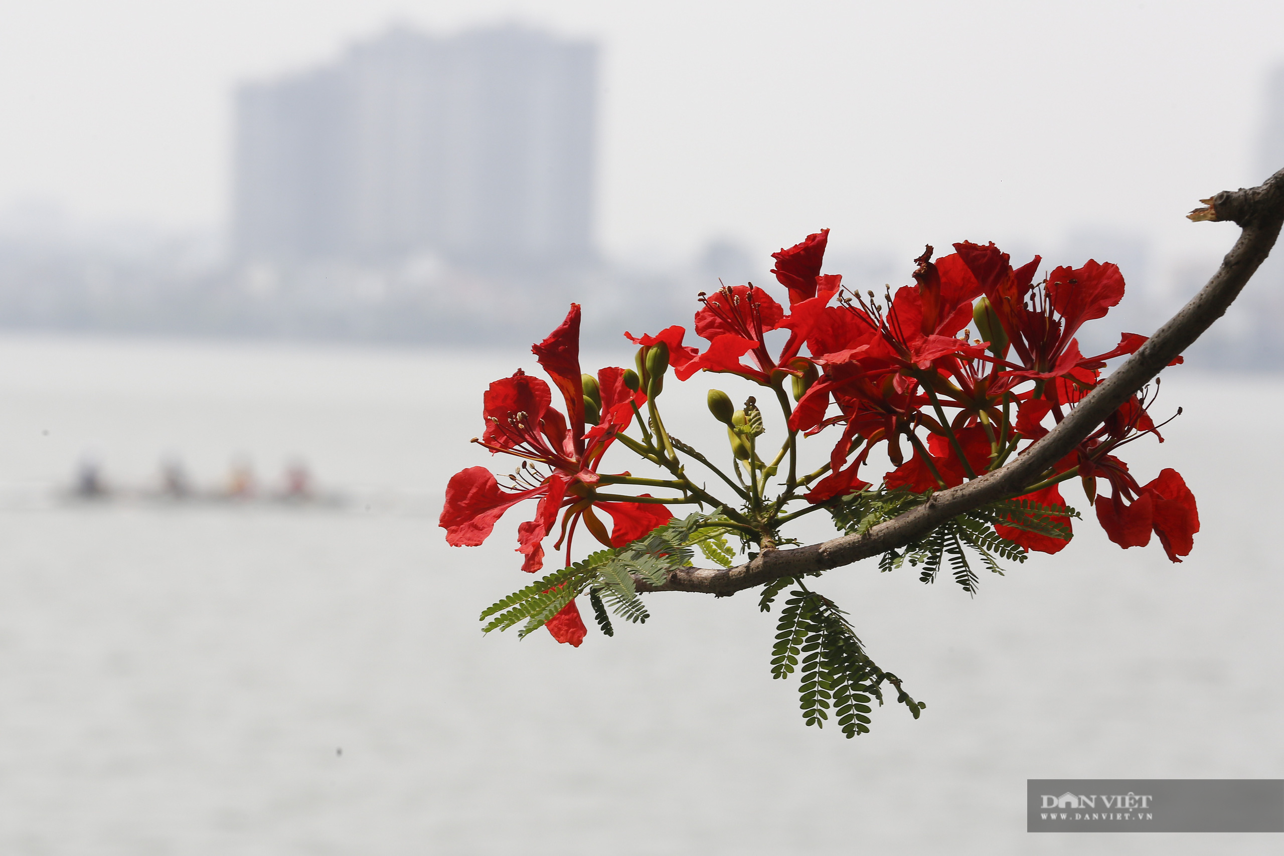 Loài hoa tuổi học trò nở đỏ rực góc trời Hà Nội - Ảnh 3.