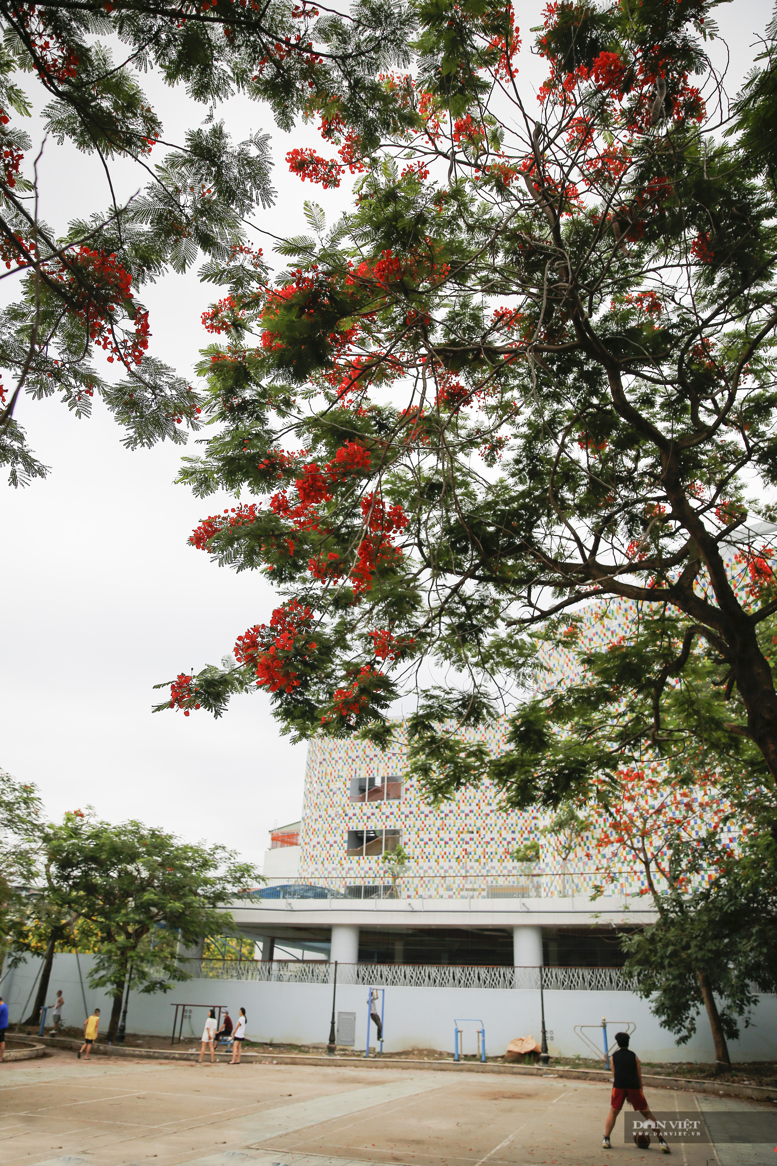 Loài hoa tuổi học trò nở đỏ rực góc trời Hà Nội - Ảnh 6.