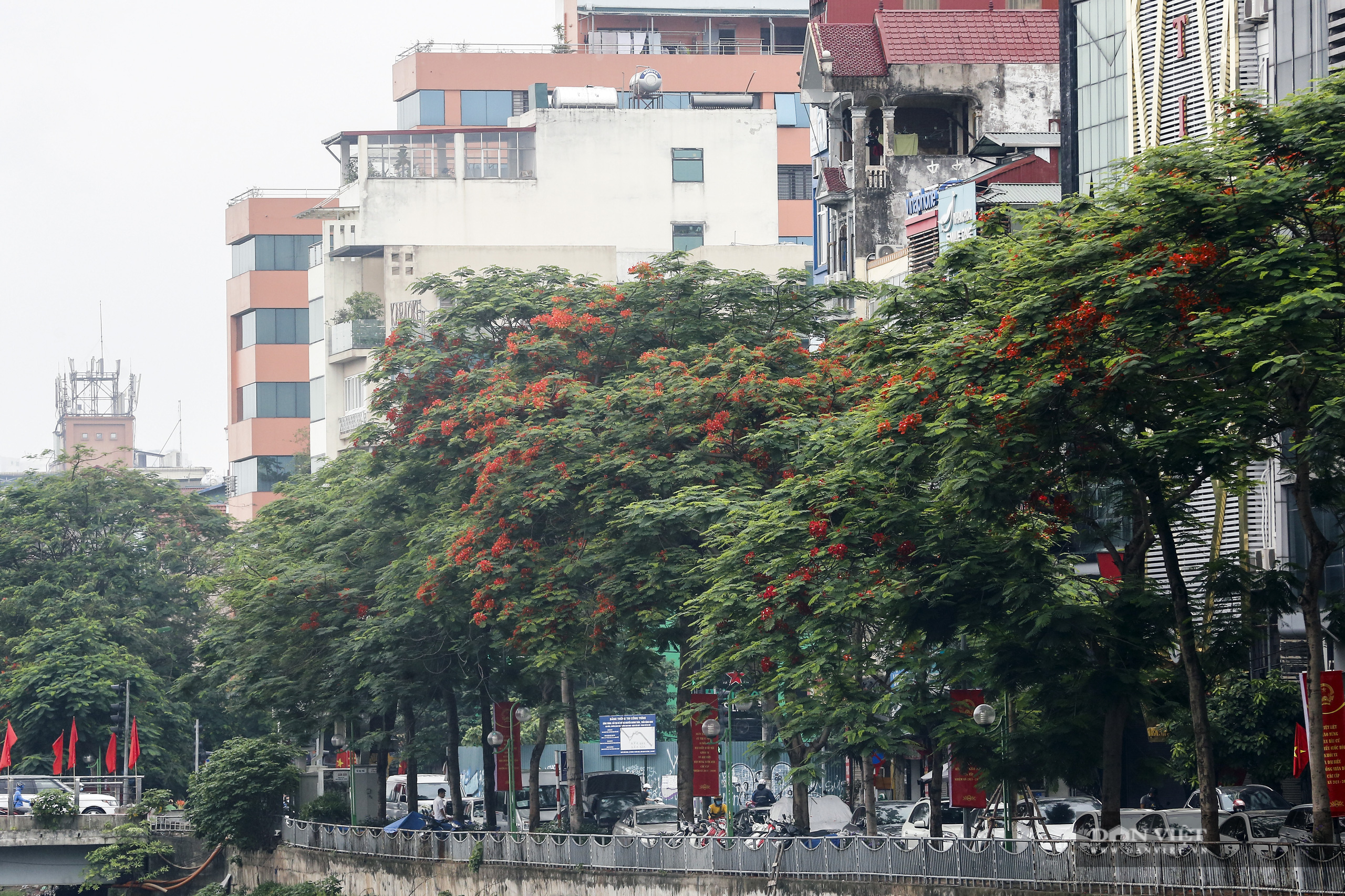 Loài hoa tuổi học trò nở đỏ rực góc trời Hà Nội - Ảnh 8.