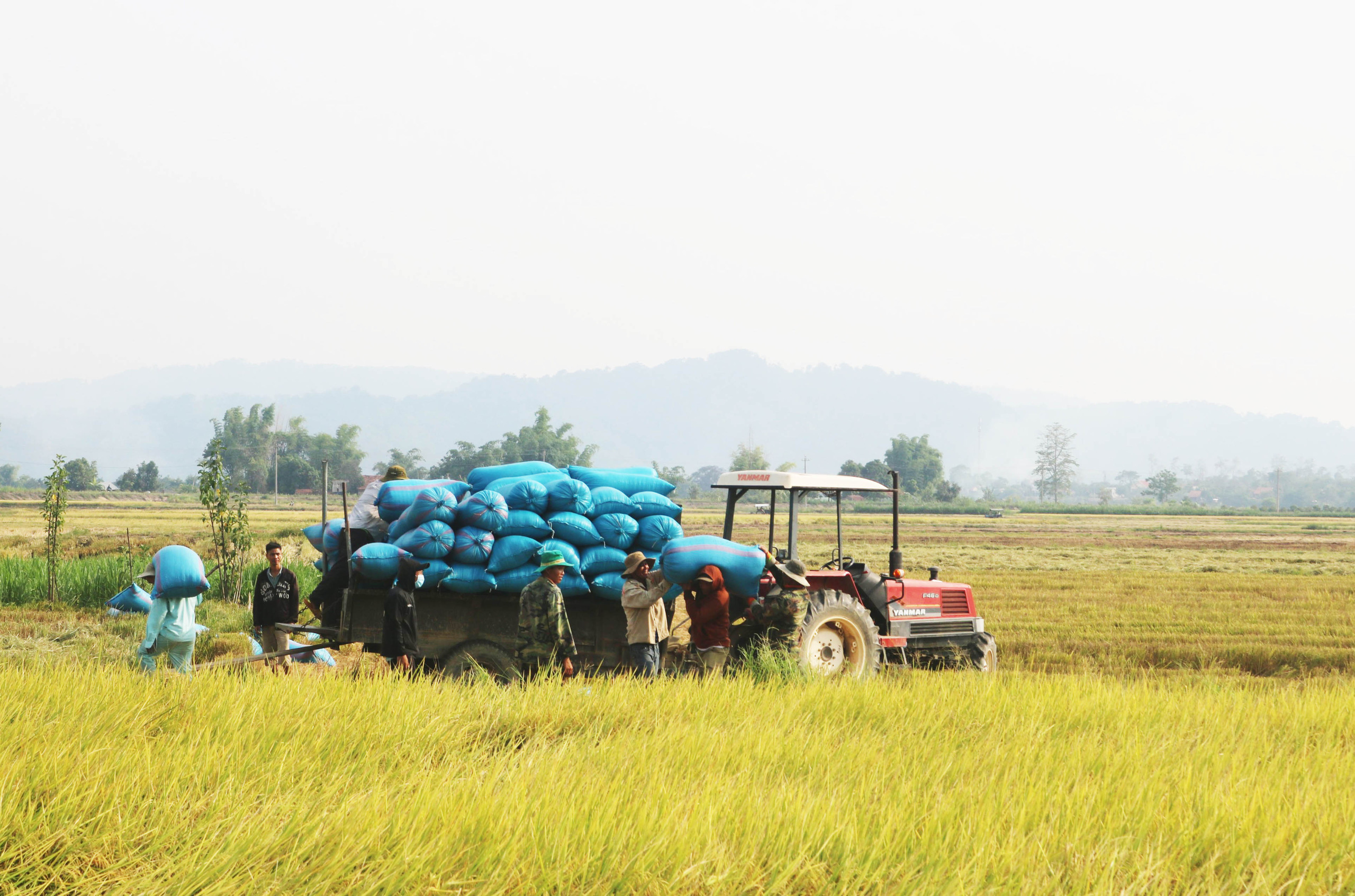 Mùa vàng trên cánh đồng năng suất cao nhất Tây Nguyên - Ảnh 1.