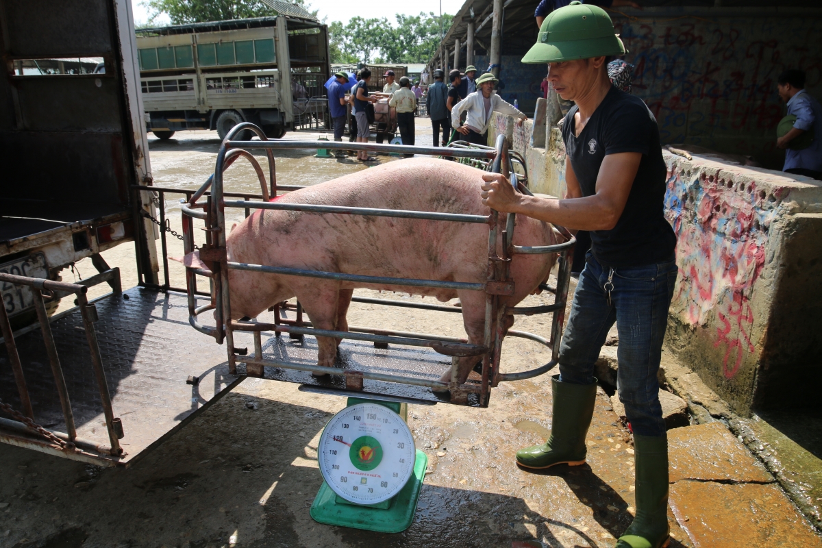 Giá lợn hơi cứ xỉu dần, nông dân vùng &quot;thủ phủ nuôi lợn&quot; phía Bắc nhiều nhà bỏ chuồng hoang - Ảnh 3.