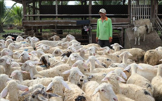 Ninh Thuận: Giá dê hơi, giá cừu hơi tăng cao nhất từ đầu năm đến nay, thương lái tiết lộ điều gì?