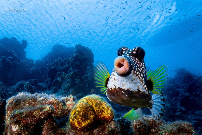 Hình ảnh chú cá chu môi gây ấn tượng mạnh với khán giả thế giới - Ảnh 1.