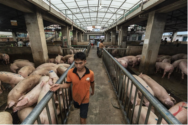 Lợn béo phì ở Trung Quốc khiến giá thịt lợn nước này tụt dốc liên tục - Ảnh 1.