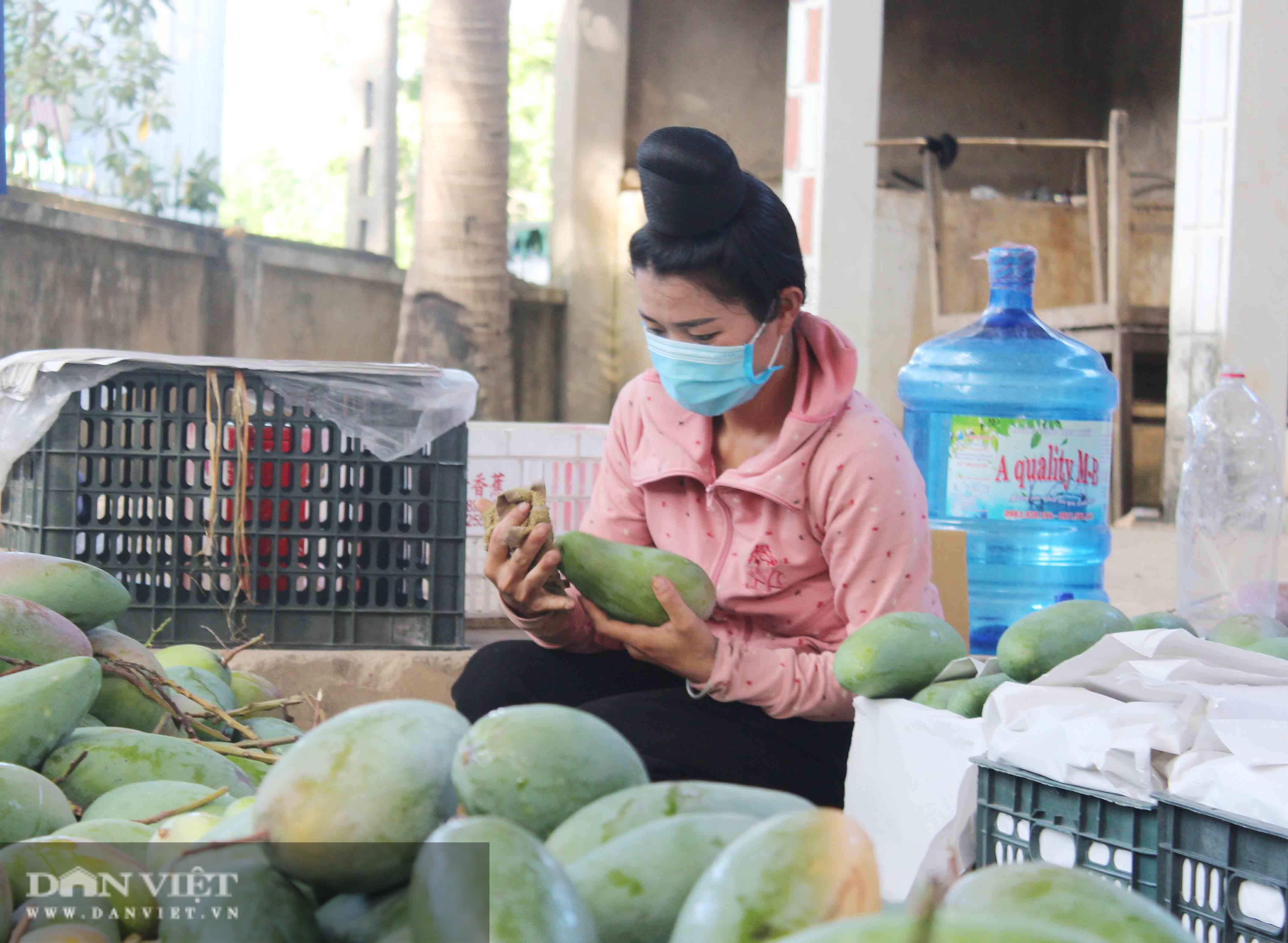 Sơn La: Xuất khẩu 60 tấn xoài tượng da xanh sang thị trường Trung Quốc - Ảnh 2.