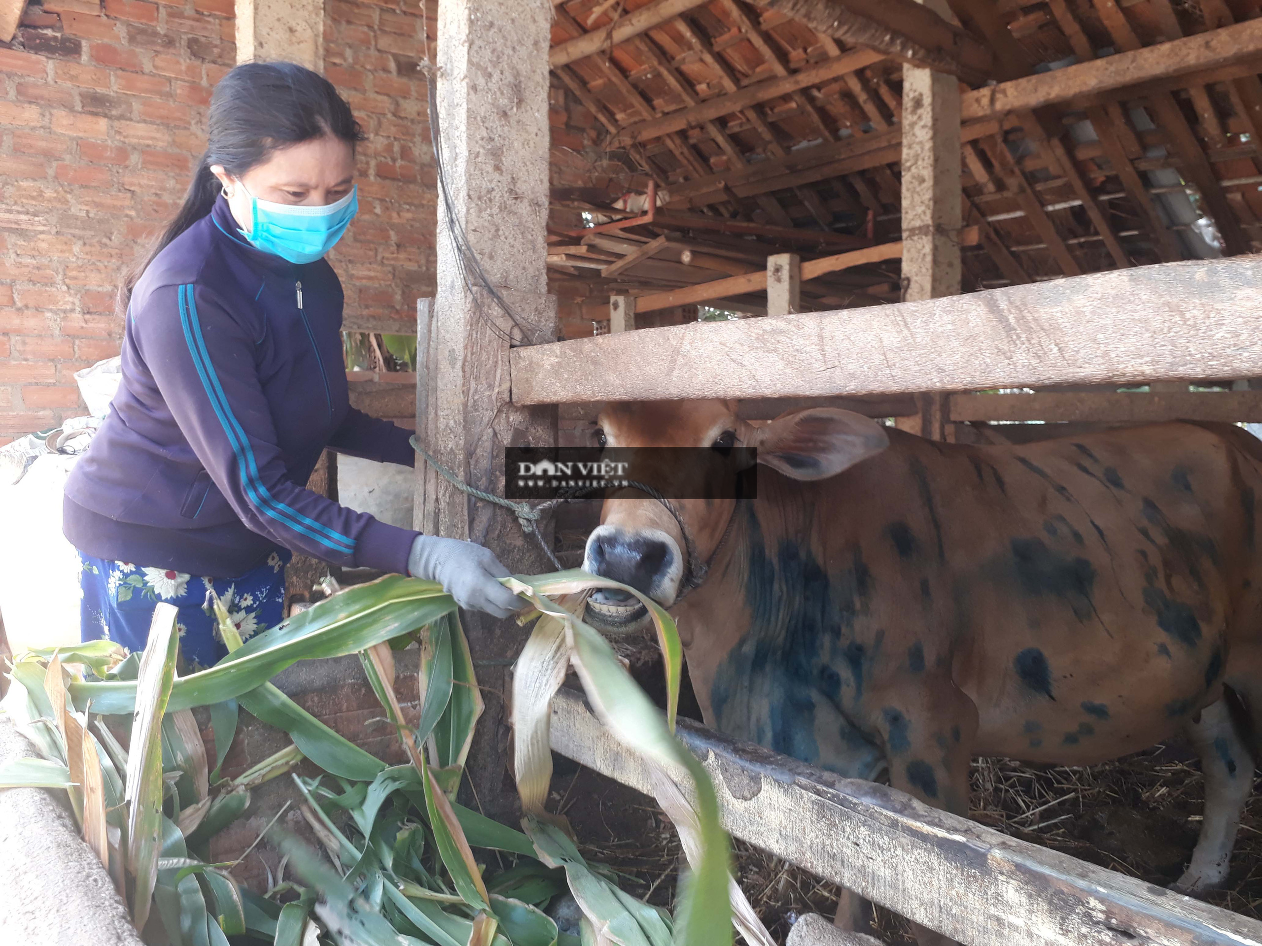 Đang khỏe mạnh, bò bỗng dưng bị nổi cục ngoài da bất thường, khiến nông dân &quot;lo sốt vó&quot; - Ảnh 3.