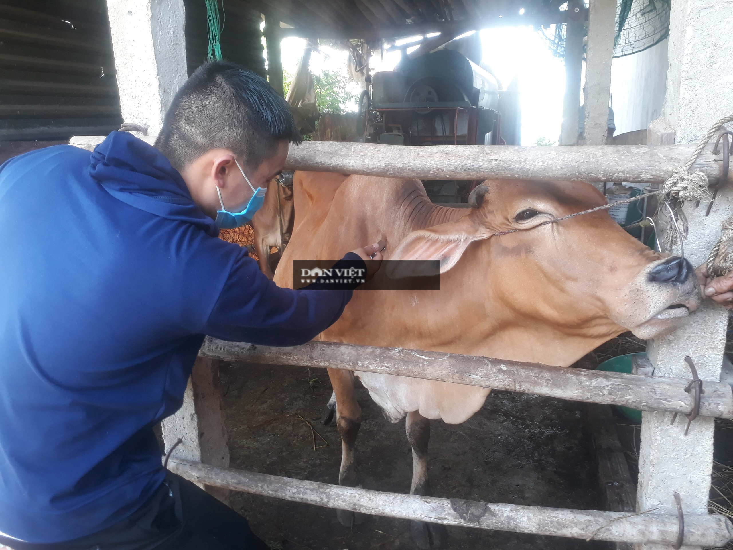 Đang khỏe mạnh, bò bỗng dưng bị nổi cục ngoài da bất thường, khiến nông dân &quot;lo sốt vó&quot; - Ảnh 4.