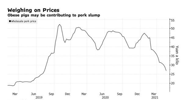 Lợn béo phì ở Trung Quốc khiến giá thịt lợn nước này tụt dốc liên tục - Ảnh 2.
