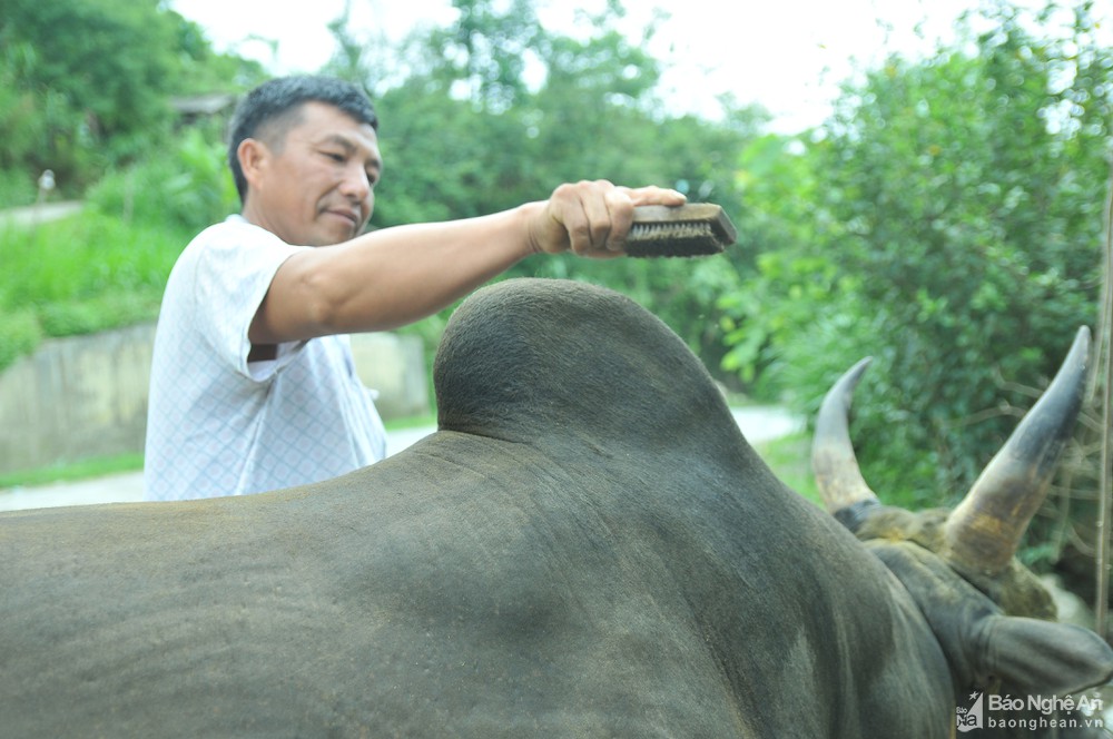 Nghệ An: Những con bò có vóc dáng &quot;khủng&quot;, được ăn ngon, đi tập thể dục đều đặn giá hàng nghìn đô la Mỹ - Ảnh 5.