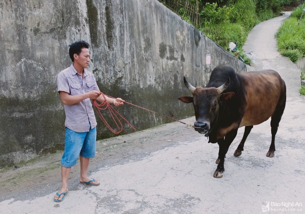 Nghệ An: Những con bò có vóc dáng &quot;khủng&quot;, được ăn ngon, đi tập thể dục đều đặn giá hàng nghìn đô la Mỹ - Ảnh 6.