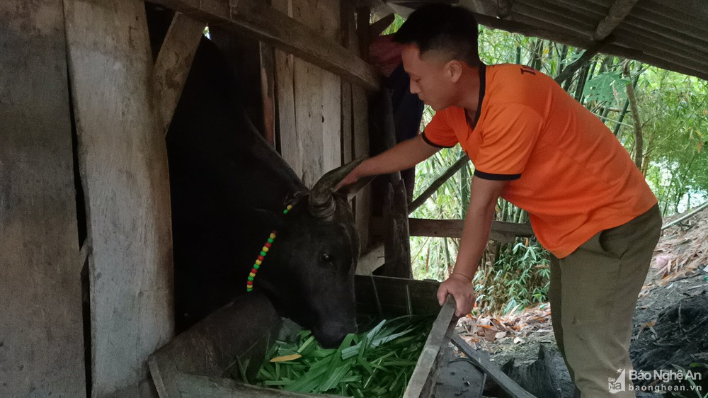 Nghệ An: Những con bò có vóc dáng &quot;khủng&quot;, được ăn ngon, đi tập thể dục đều đặn giá hàng nghìn đô la Mỹ - Ảnh 4.