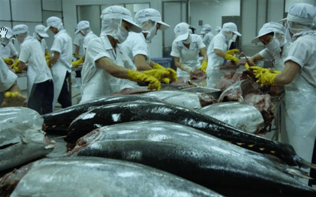 Xuất khẩu cá ngừ tăng tốc - Ảnh 1.